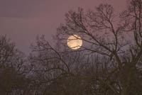 Moon Through Trees