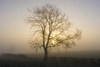 Tree mist - Ledbury